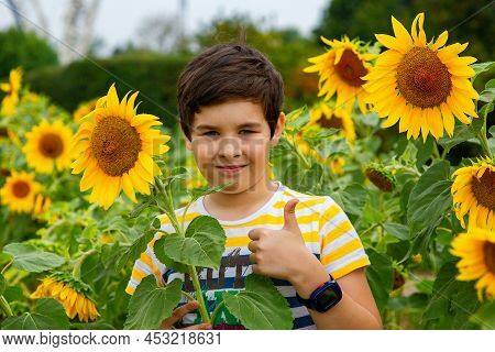 Smiling Boy Stands In Sunflower Flowers Showing A Thumbs Up