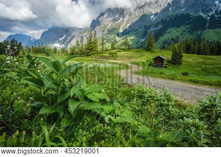 Green Flowers Foliage On Hiking Trail. Wilder Kaiser Mountains In Background, Tirol - Austria