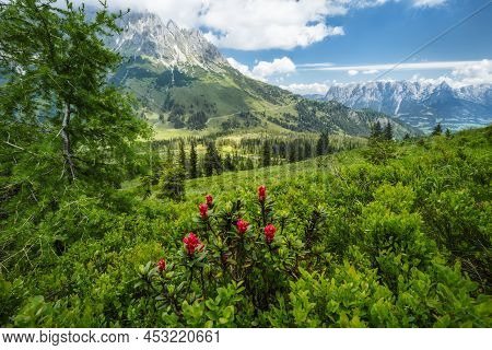 Alpenrose And Green Foliage On Hiking Trail. Wilder Kaiser Mountains In Background, Tirol - Austria