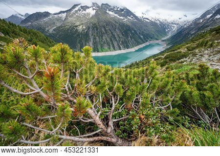 Pine Tree Trunk, Blue Schlegeis Stausee Lake And Alps Mountains In Background. Zillertal, Austria, E