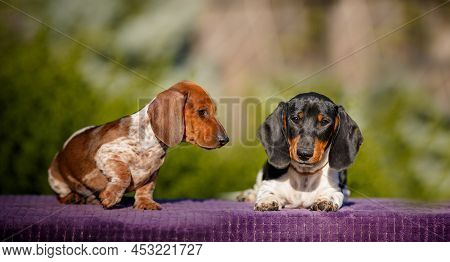 Small Daschund Puppy Posing On Table Outdoors