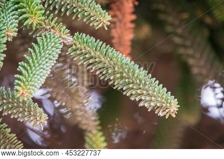 Noble Or Red Fir Tree, Abies Procera, With Needles And Cones
