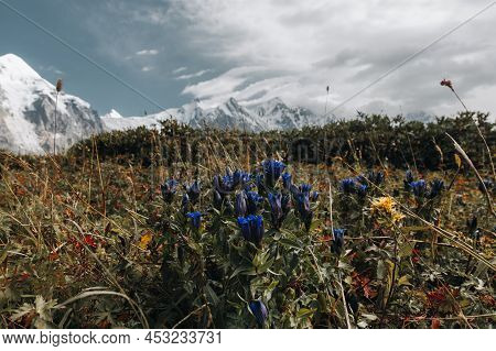 Violet Flowers Of Gentiana Septemfida. It Is A Species Of Flowering Plant In The Family Gentianaceae
