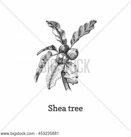Shea Tree Branch With Nuts, Sketch In Vector.