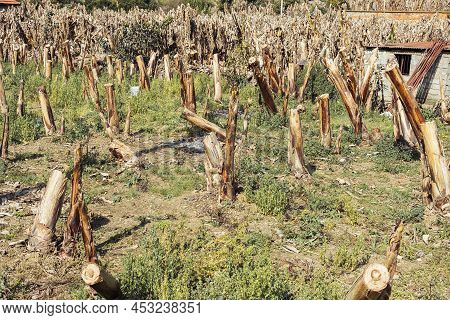 Field Of Cropped Dry Bushes Of Plants, Green Grass Around, Background