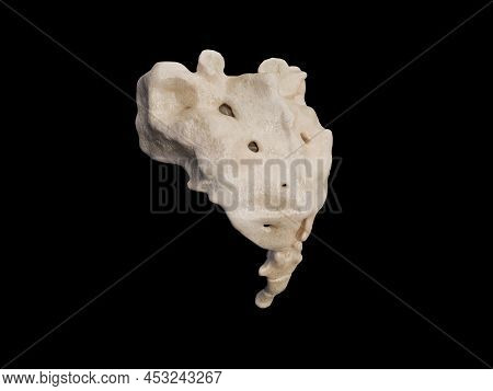 3d Rendered Illustration Of The Sacrum, Illustration Of Human Skeleton . Sacrum Bone Anatomy. Icon, 