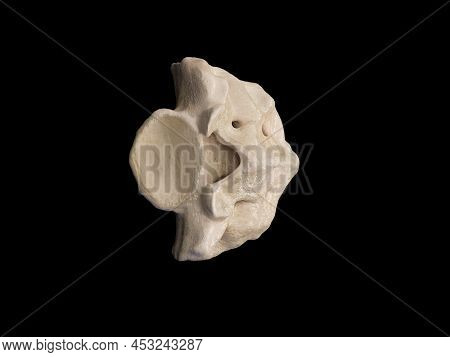 3d Rendered Illustration Of The Sacrum, Illustration Of Human Skeleton . Sacrum Bone Anatomy. Icon T