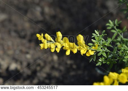 Easter Broom Yellow Flowers In The Spring
