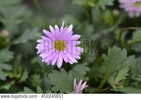 Swan River Daisy Fresco Candy Pink Flower