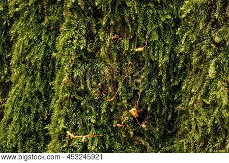 Fine Green Moss - Brachythecium Species - Growing On Tree, Closeup Macro Detail
