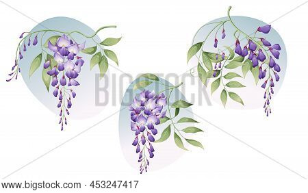 A Set Of Wisteria Branches With Green Leaves. Great For Postcards, Invitation Stickers, Etc.