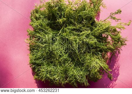 Dill Green Leafy Vegetable, Raw Winter Seasonal Special Veggie, Thin Fern Like Herbal Weed Asian, In