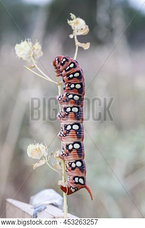 Sphinx Caterpillar Hyles Euphorbiae Sphinx On Grass Stem. High Quality Photo