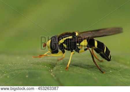 Detailed Closeup On A Colorful Yellow And Black Superb Ant-hill Hoverfly, Xanthogramma Pedissequum S