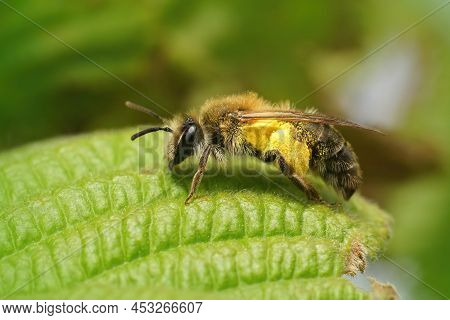 Closeup On A Hairy Female Mellow Miner,andrena Mitis Sitting In The Shrubs, Loaded With Yellow Polle