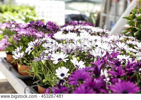 Colorful Osteospermum Ecklonis Flowers In The Garden