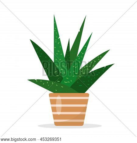 Ox-tongue Plant. Small Decorative Indoor House Plant In Flower Pot. Flat Or Cartoon Icon Vector Illu