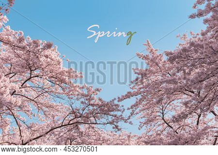 Spring Postcard Or Spring Banner. Blooming Sakura Trees With Pink Flowers In Spring. Cherry Blossom 