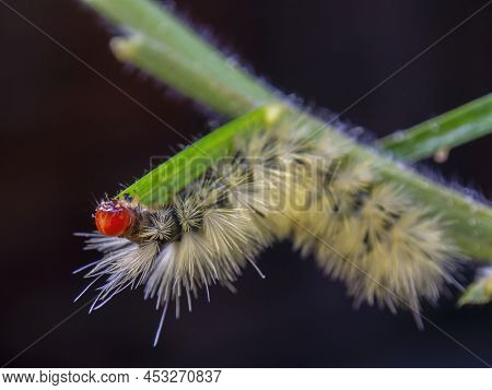 Macro Photography Of A Fury Red Headed Caterpillar Feeding On A Spade Of Grass. Captured In A Garden