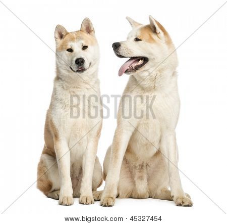To Akita Inus møde og interagere, 2 år gammel, isoleret på hvid