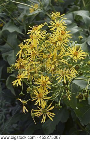 Jerusalem Artichoke (helianthus Tuberosus). Called Sunroot, Sunchoke, Wild Sunflower, Topinambur And