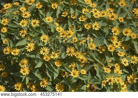 Close-up Image Of Butter Daisy Flowers (melampodium Divaricatum)