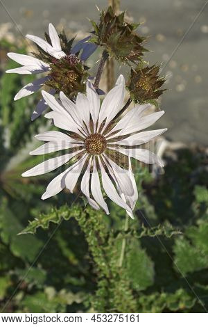 Close-up Image Of Purple Berkheya Flower (berkheya Purpurea)