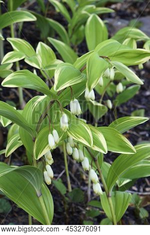 Angular Solomon's Seal (polygonatum Odoratum). Called Scented Solomon's Seal Also