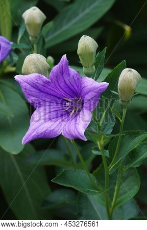 Balloon Flower (platycodon Grandiflorus). Called Chinese Bellflower And Platycodon Also.