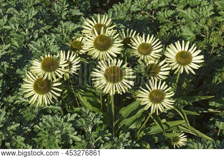 Avalanche Coneflower (echinacea Purpurea 'avalanche'). Called Eastern Purple Coneflower Also