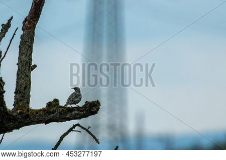 A Starling Sitting On A Branch In The Natural Reserve Called Mönchbruch In Hesse, Germany.
