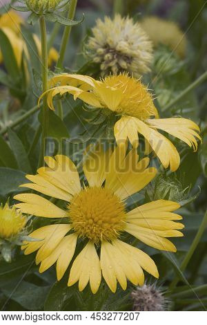 Golden Crownbeard (verbesina Encelioides). Called Gold Weed, Wild Sunflower, Cowpen Daisy, Butter Da