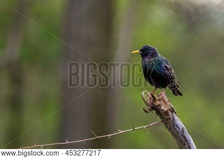 A Starling Sitting On A Branch In The Natural Reserve Called Mönchbruch In Hesse, Germany.
