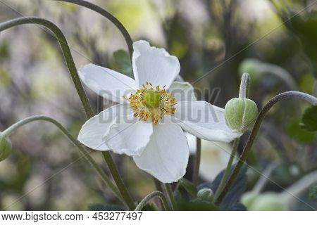 Japanese Anemone (eriocapitella Hupehensis 'honorine Jobert'). Called Japanese Windflower And Japane