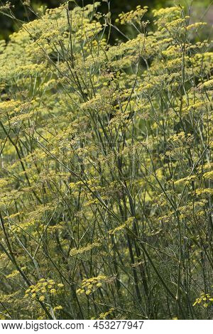 Common Fennel (foeniculum Vulgare). Called Fennel, Florence Fennel And Finocchio Also