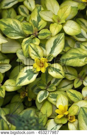 Golden Globes Loosestrife (lysimachia Congestiflora). Called Creeping Jenny And Dense Flowered Loose