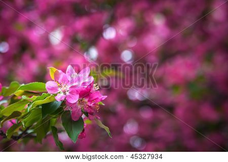 sfondo orizzontale di bokeh fiori rosa