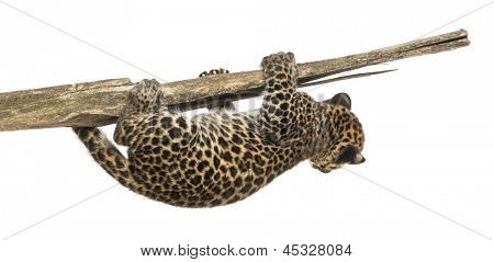 Gefleckte Leopard Cub hängen zu einem Zweig, 7 Wochen alt, isoliert