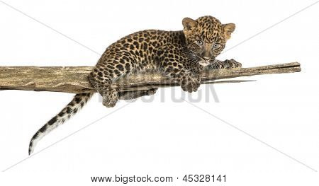 Gefleckte Leopard Cub liegend auf einem Zweig, 7 Wochen alt, isolated on white
