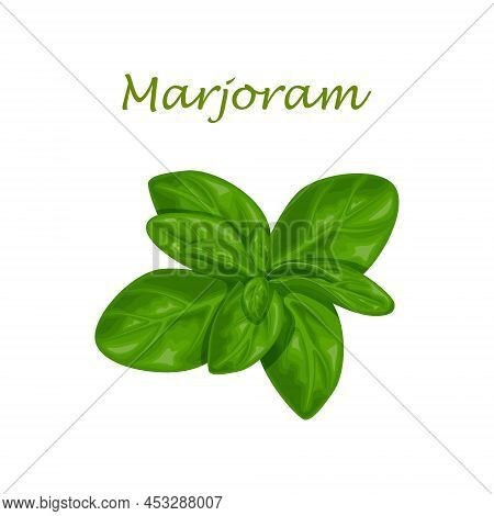 Marjoram. Green Marjoram Leaves And A Sprig Of Marjoram. A , Medicinal Herb For Seasoning. Vector Il