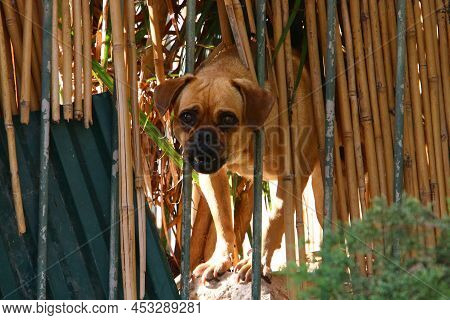 Lonely Dog Sits Behind A Fence In A Private Hous
