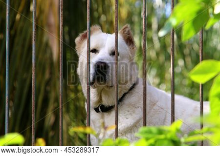 Lonely Dog Sits Behind A Fence In A Private Hous