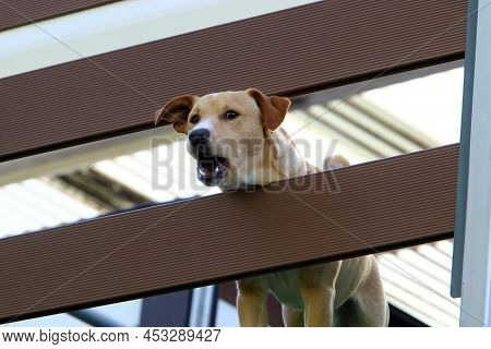 Lonely Dog Sits Behind A Fence In A Private Hous