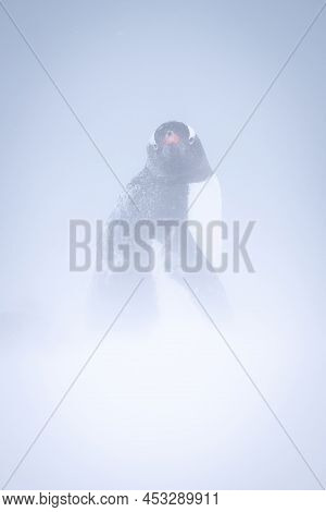 Gentoo Penguin Stands Looking Back In Blizzard