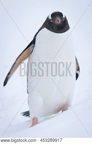 Gentoo Penguin Stands On Hillside In Snow