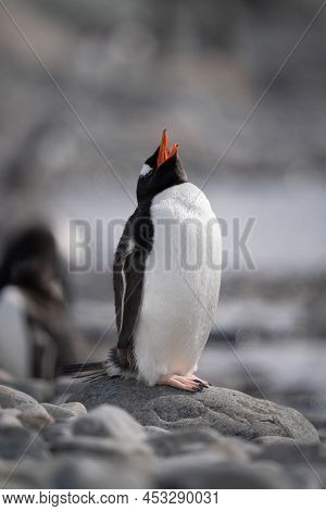 Gentoo Penguin Stands On Sunlit Rocks Squawking