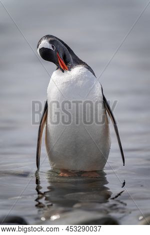Gentoo Penguin Stands Preening In Rocky Shallows