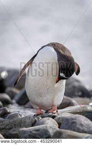 Gentoo Penguin Stands Preening Itself On Rocks