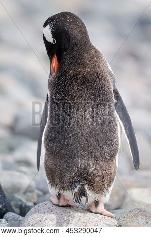 Gentoo Penguin Stands Preening On Sunlit Rock