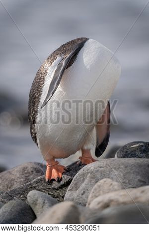 Gentoo Penguin Stands Preening With Head Hidden